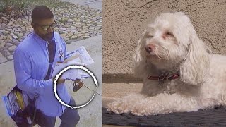 Postal Worker Caught Apparently Spraying Dog [upl. by Pilif]