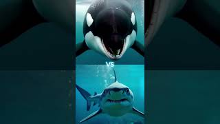 Orca vs Megalodon vs dolphin shark crocodile polar bear seal octopus [upl. by Gibson110]