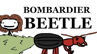 The Bombardier Beetle [upl. by Liscomb903]