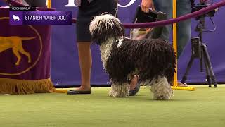 Spanish Water Dogs  Breed Judging 2024 [upl. by Shedd334]