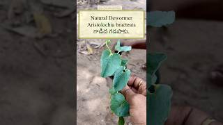 Natural Deworming for Aseels  Gadidagadapa  Powerfull natural Remedy [upl. by Alius668]