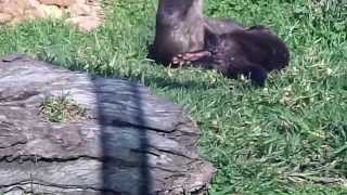 Otters Still Mating Again [upl. by Polik253]