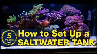 Saltwater aquarium setup  A simple easy guide in 5 minute steps [upl. by Jaycee]