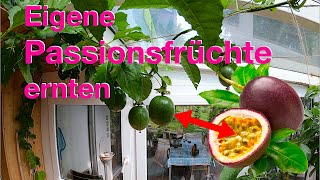 Eigene Passionsfrüchte ernten [upl. by Enneiviv]