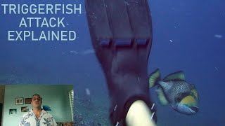 Triggerfish Attack Explained [upl. by Tuckie]