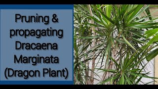 PRUNING amp PROPAGATING DRACAENA MARGINATA DRAGON PLANT [upl. by Hepzi]