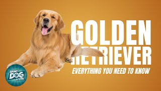 Golden Retriever Dog Breed Guide  Dogs 101  Possibly the Perfect Dog [upl. by Gaspar]