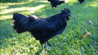 Ayam Cemani Cockerel Named Dominik Crowing [upl. by Koralle]