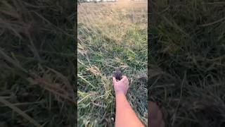 catch a frog for funny funny  funny big frog  funny frogs and toads videos [upl. by Weathers918]