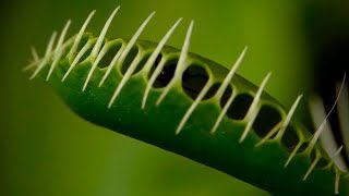 Que Son las Plantas Insectívoras  TvAgro por Juan Gonzalo Angel [upl. by Anirual]