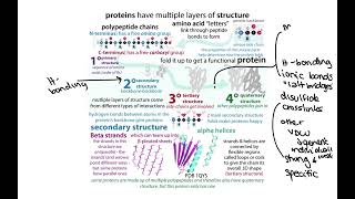 Recap of primary secondary tertiary amp quaternary protein structure summary of 3°4° video [upl. by Koslo]