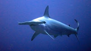 Facts The Hammerhead Shark [upl. by Acnalb356]