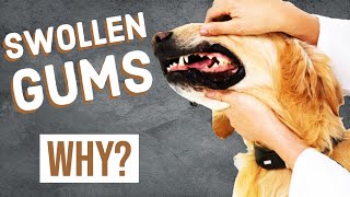 Dog Swollen Gums  Gingival Hyperplasia [upl. by Htinnek]