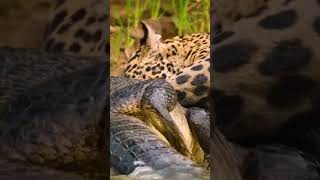 🐆La Vida del Jaguar Cazador Silencioso🐾 animales animalessueltos animals curiosidades [upl. by Melisse776]