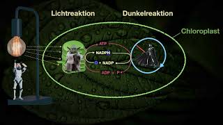 Die Dunkelreaktion  lichtunabhängige Reaktion  Calvinzyklus der Photosynthese Abiturwissen [upl. by Roht]