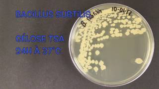 Bacillus subtilis [upl. by Mychael]