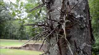 Honey Locust Tree aka Thorny Locust [upl. by Grannie]