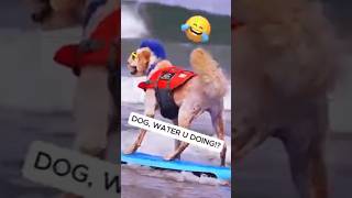 🐶 Dogs Being Dog Gone Hilarious Part 49 🐾😂 funny [upl. by Fisoi]