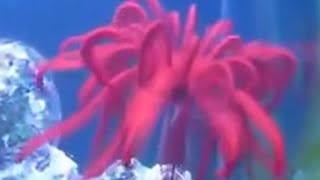 Swimming Crinoids Feather Starfish the living Fossil [upl. by Nnad]