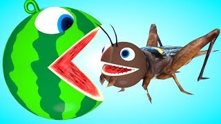 Pacman meets a cricket animal friends as he find surprise Worm PACMANwatermelon roll on farm [upl. by Leonelle830]