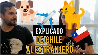 Cómo viajar con tus mascotas en cabina 2024 desde Chile al Extranjero [upl. by Araj]