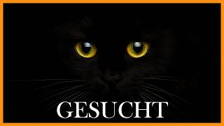 So viele Katzen verschwinden jedes Jahr  und so kannst du deine schützen [upl. by Erroll518]