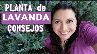 Cuidados y beneficios de la planta de lavanda en el huerto y en la casa [upl. by Odnam]