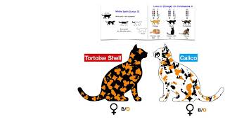 How Calico coat pattern is determined in cats [upl. by Caresse]