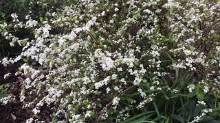 Plant Review Spirea thunbergii Ogon [upl. by Phylis238]