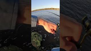 Non stop sea trout action Full video to come countrymusic gonefishing speckledtrout florida [upl. by Hickie304]