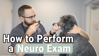 How to Perform a Neurological Exam on a Dog [upl. by Ardnalac52]