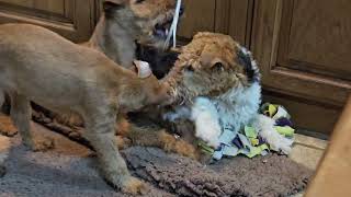 Irish Terrier Mom plays gently with a feather and puppies [upl. by Imoyaba]