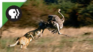 Cheetahs Chasing Ostrich [upl. by Coulson269]