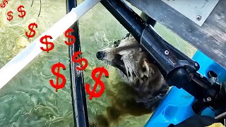 How Much YOUTUBE Money Does 15 Million Racoon Views Make [upl. by Tsuda206]