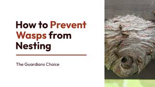 12 Simple Ways to Prevent Wasps from Nesting  The Guardians Choice [upl. by Ahseinod658]