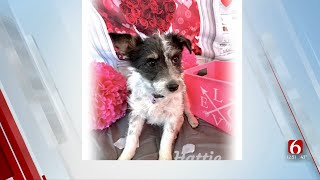 Pet of the Week Hattie The Jack Russell Terrier Mix [upl. by Ginelle]