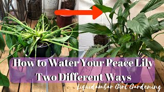 How to Water Your Peace Lily [upl. by Athey364]