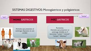 Sistema digestivo de monogástricos y poligástricos Introducción [upl. by Annonyw]