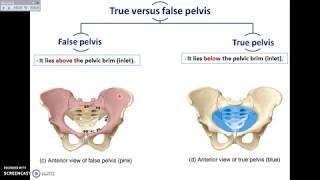 Overview of Pelvis 1  Bones and Joints of Pelvis  DrAhmed Farid [upl. by Kletter684]