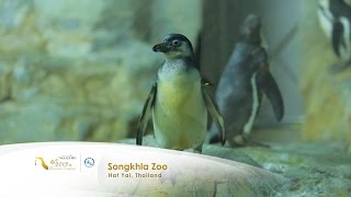 Songkhla Zoo in Hat Yai Thailand [upl. by Shara441]