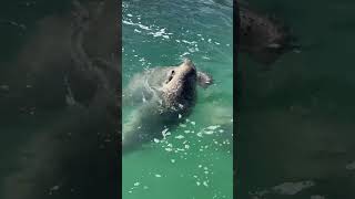 じゃれ合うゴマフアザラシ オホーツクとっかりセンター  Spotted seal in Tokkari Center [upl. by Alban]