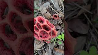 Clathrus un Champignon étonnant Très Bizarre Réel  Red Cage an Amazing Bizarre Mushroom Real [upl. by Einnor]