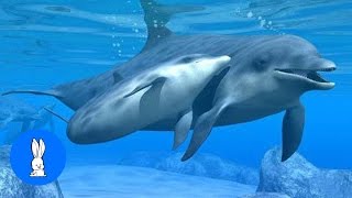 Wild Dolphins Swimming in HD Compilation [upl. by Anirahs]