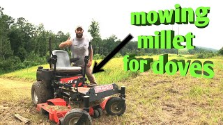 Dove field prep Mowing millet for the doves with the zero turn mower and preping a new feed field [upl. by Renmus933]