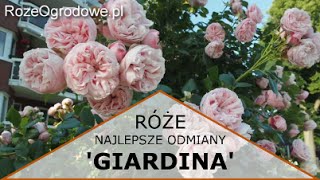 Róża pnąca GIARDINA® [upl. by Bunny96]