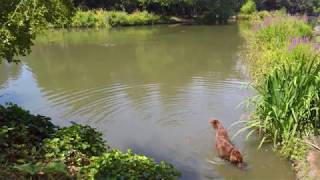 Chiswick House and Gardens [upl. by Sabsay]