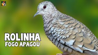 CANTO DA ROLINHA FOGO APAGOU  30 MINUTOS DE ÁUDIO [upl. by Siuoleoj]