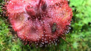 Fastest Carnivorous Sundew Plant Macro Time Lapse Drosera Burmannii [upl. by Lochner588]