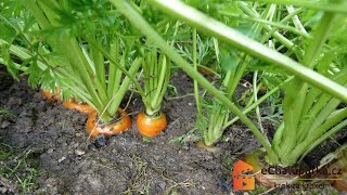 Jak pěstovat mrkev ze semen🥕 Daucus carota [upl. by Nyrek]