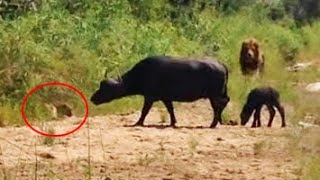 Buffalo Calf Escapes Leopard Only To Run Into a Lion [upl. by Sacrod]